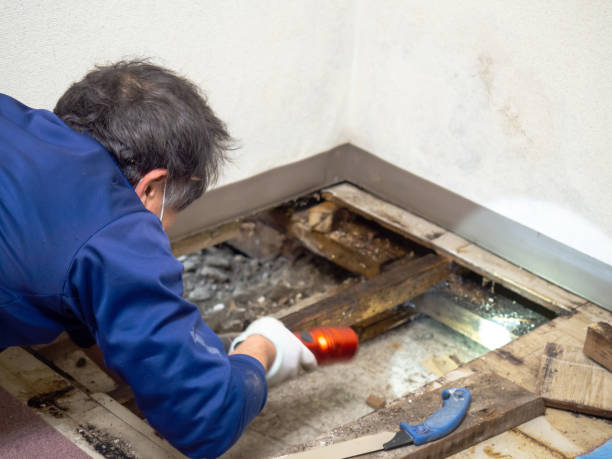 Best Water Damage Restoration  in Island Walk, FL