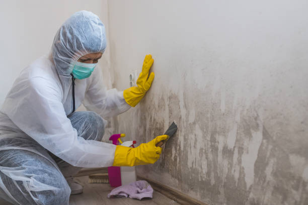 Best Toxic Mold Removal  in Island Walk, FL