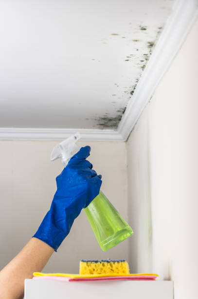 Attic Mold Removal in Island Walk, FL