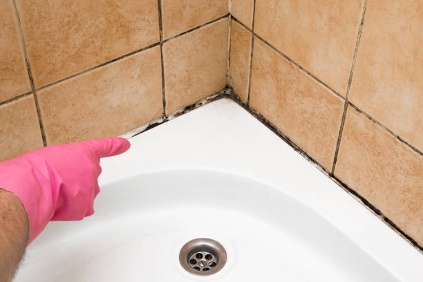 Best Mold Remediation  in Island Walk, FL